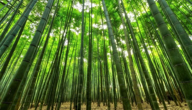 Desvendando o Bambu: Matéria-Prima Que Une Natureza e Elegância