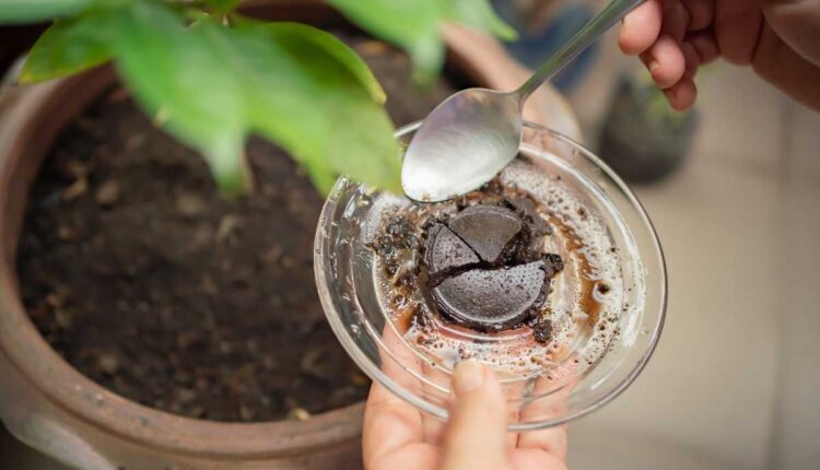 Como usar borra de café como adubo sem erro