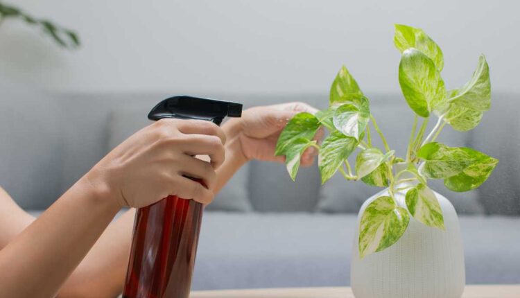 Mistura natural para eliminar pragas do jardim