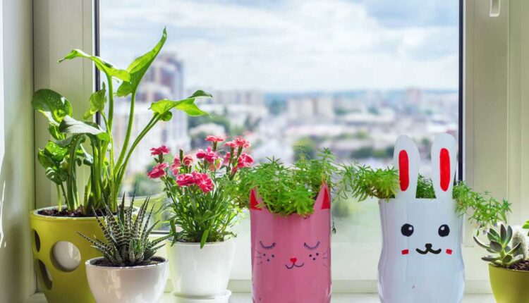 Como plantar em garrafa pet e decorar sua casa